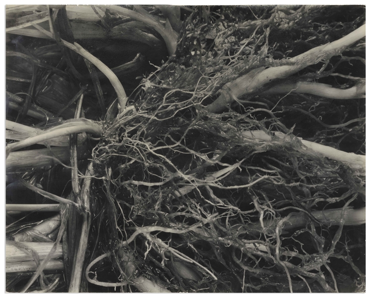 Berenice Abbott 19.25'' x 15.25'' Photograph of a Spindly Tree Branch -- One of Abbott's Rarer Images